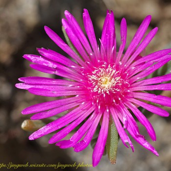 Delosperma cooperi