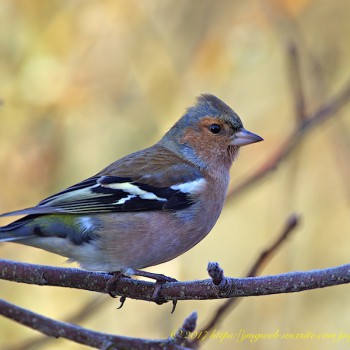 Pinson des arbres