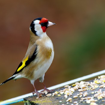 Chardonneret élégant