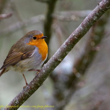 Rouge gorge