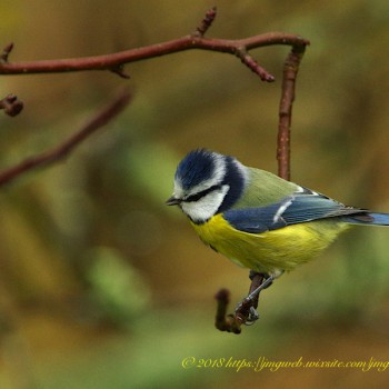 Mésange Bleue