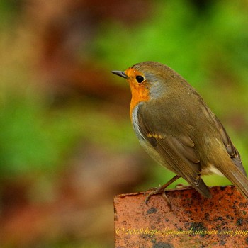 Rouge gorge