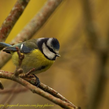 Mésange Bleue