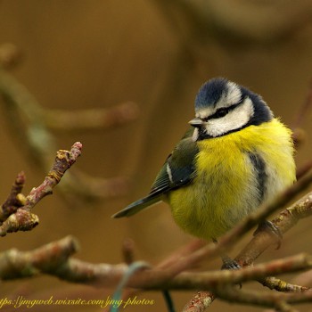 Mésange Bleue