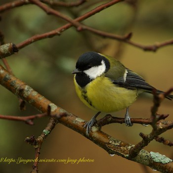 Mésange chabonnière