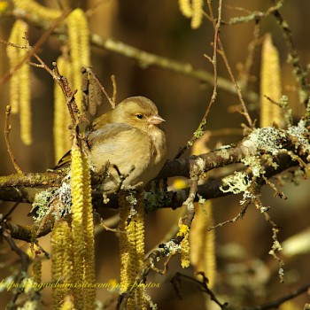 Pinson des arbres (Common Chaffinch)