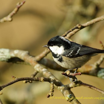 Mésange Noire