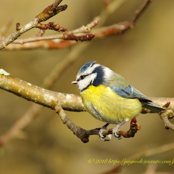 Mésange Bleue