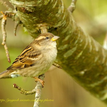 Moineau domestique