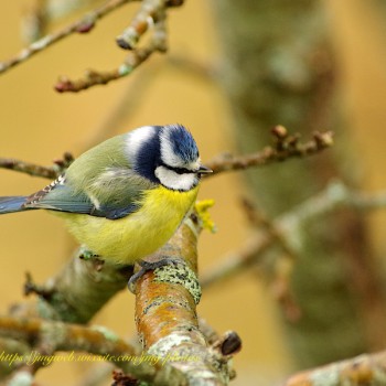 Mésange Bleue