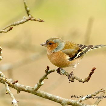 Pinson des arbres