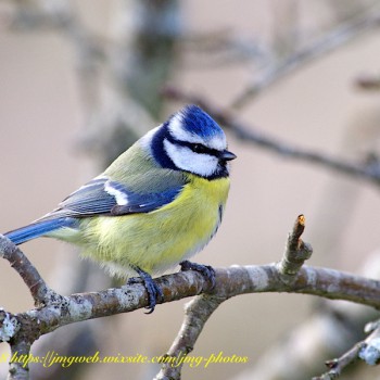 Mésange Bleue