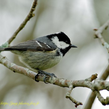 Mésange Noire