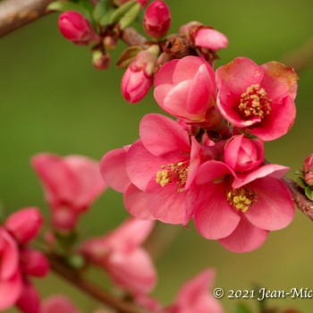 Fleur de pommier du Japon