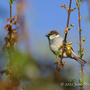 Moineau domestique