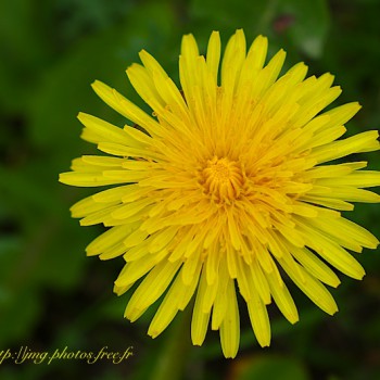 Nature Fleur Fleurs Flower Flowers