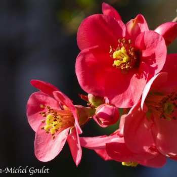 Fleurs de pommier du Japon