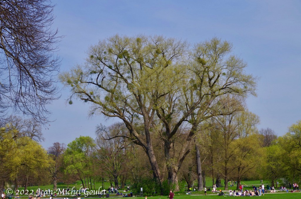 München Englisher Garten