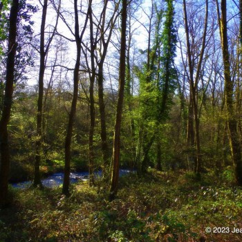 Arbres et cours d' eau sur le chemin d' Uzurat