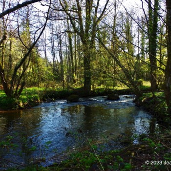 Arbres et cours d' eau