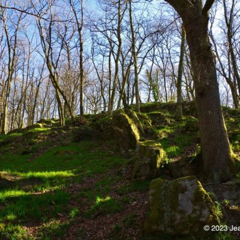 Arbres et rochers