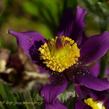 Nature Fleur Fleurs Flower Flowers