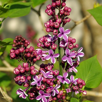 Fleurs de lilas