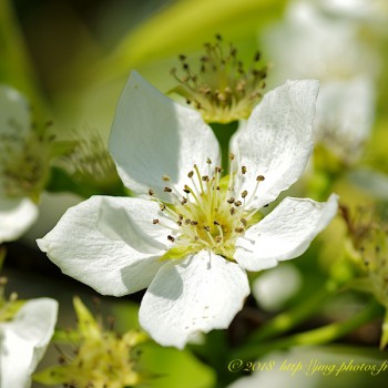 Fleurs de nashi