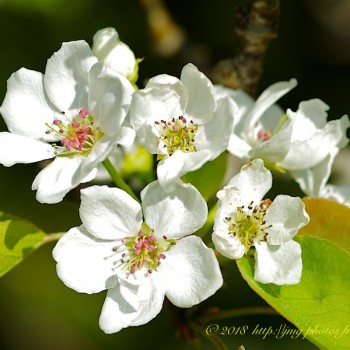 Nature Fleur Fleurs Flower Flowers