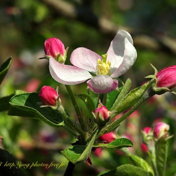 Nature Fleur Fleurs Flower Flowers