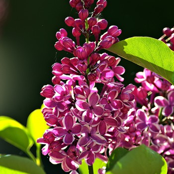 Fleurs de lilas