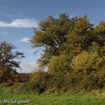 Arbres en automne