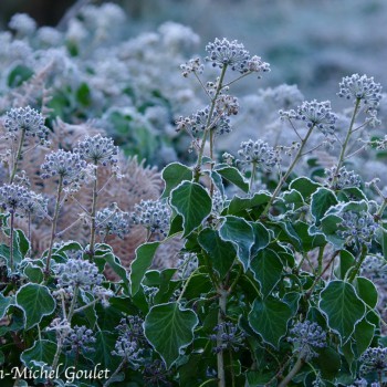 Fleurs de lierre