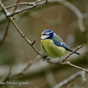 Mésange bleue