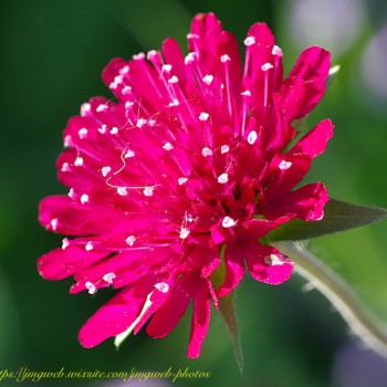 Nature Fleur Fleurs Flower Flowers