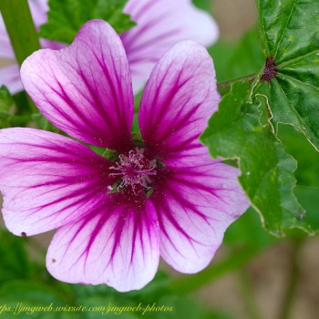 Nature Fleur Fleurs Flower Flowers