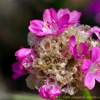 Nature Fleur Fleurs Flower Flowers