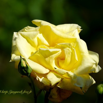 Rose jaune