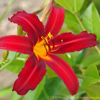 Nature Fleur Fleurs Flower Flowers