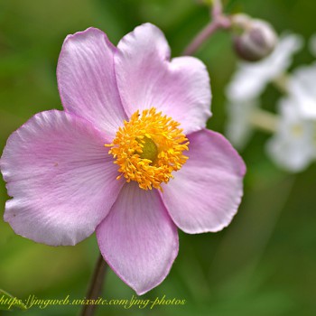 Nature Fleur Fleurs Flower Flowers