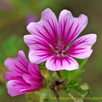 Nature Fleur Fleurs Flower Flowers