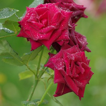 Rose rouge