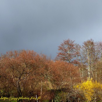 Nature Arbre Arbres Tree Trees